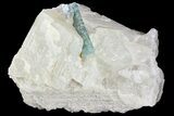 Fluorapatite Crystal In Calcite - New York #71625-2